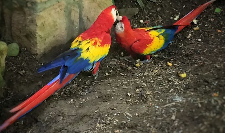 Macaw kisses - this pair are part of the breeding and wild release program at Macaw Mountain. 