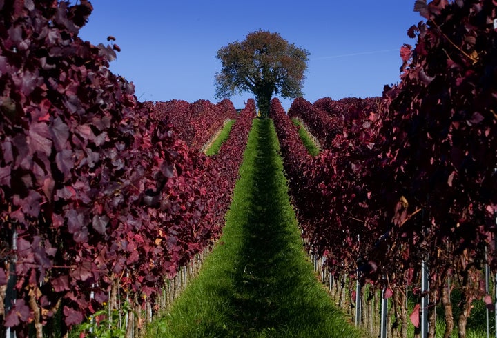 A vineyard near Überlingen, a German city on the northern shore of Lake Constance.