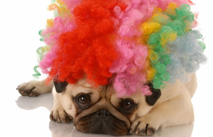 This pug doesn't get why people are so afraid of clowns these days.