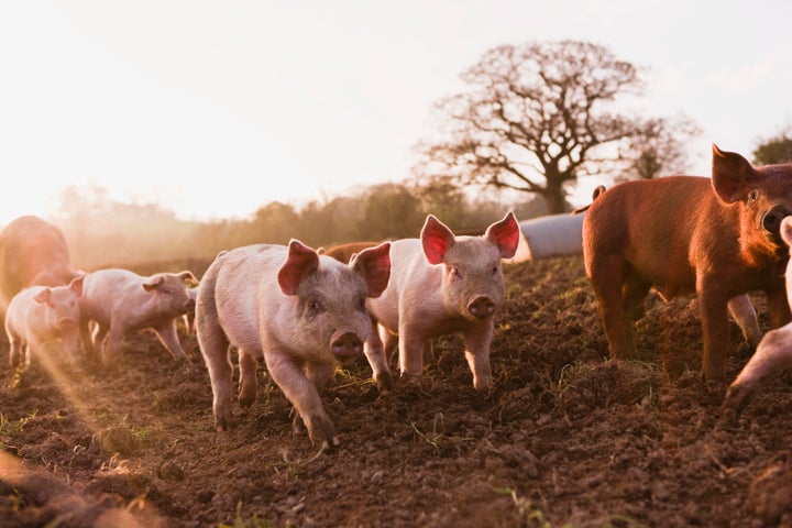 Pigs on the move.