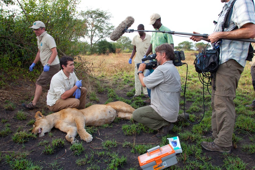 Lions Crew And Sedated Lion