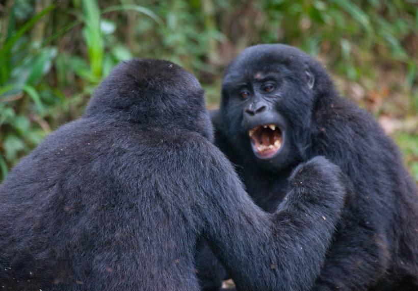 Gorillas
