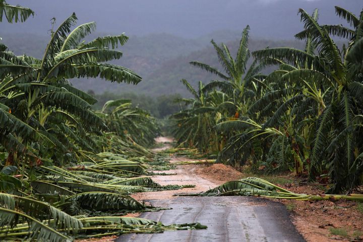 Winds leveled trees on Cuba's coast.