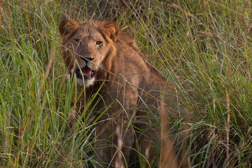 Lion
