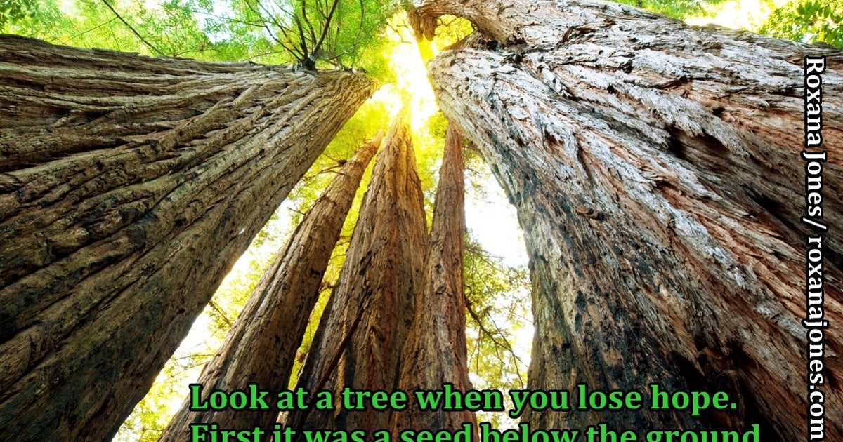 Tree Rising Up How Can A Tree Teach You To Rise Up From Your Issues? | HuffPost ...