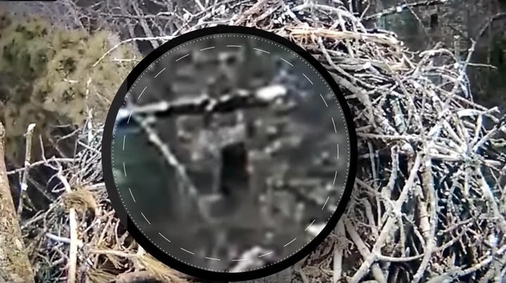 Is it Bigfoot? A camera perched above an eagle nest in Michigan appears to have captured a dark, ape-like creature walking around below.