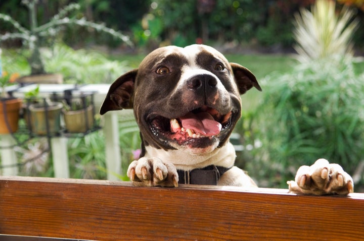 A Montreal by-law prohibiting pit bull adoption is on hold until a new hearing can take place.