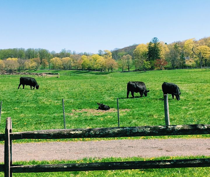 Grass-fed cattle grazing at Blue Hill at Stone Barns 