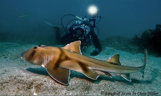 Legendary Women in Scuba Diving