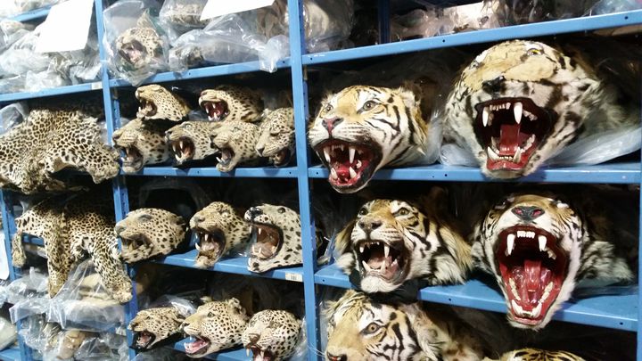 The National Wildlife Repository in Denver, Colorado houses thousands of seized wildlife products brought into the country illegally.