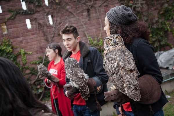 Owls are a key component of any wizard getaway.