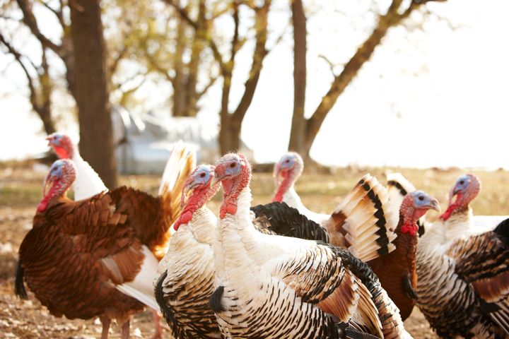 The annual "turkey drop" in Yellville, Arkansas has sparked outrage from animal advocates.