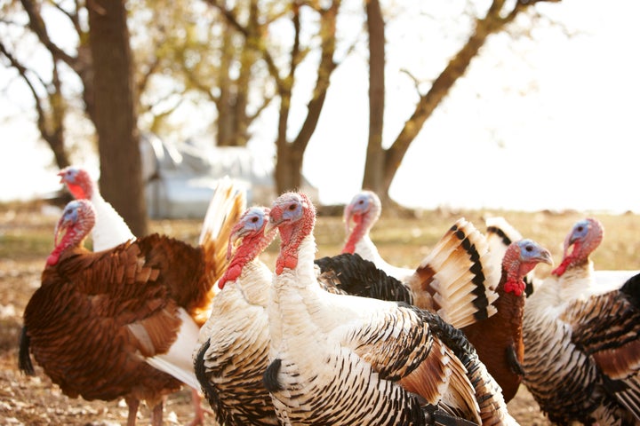 The annual "turkey drop" in Yellville, Arkansas has sparked outrage from animal advocates.