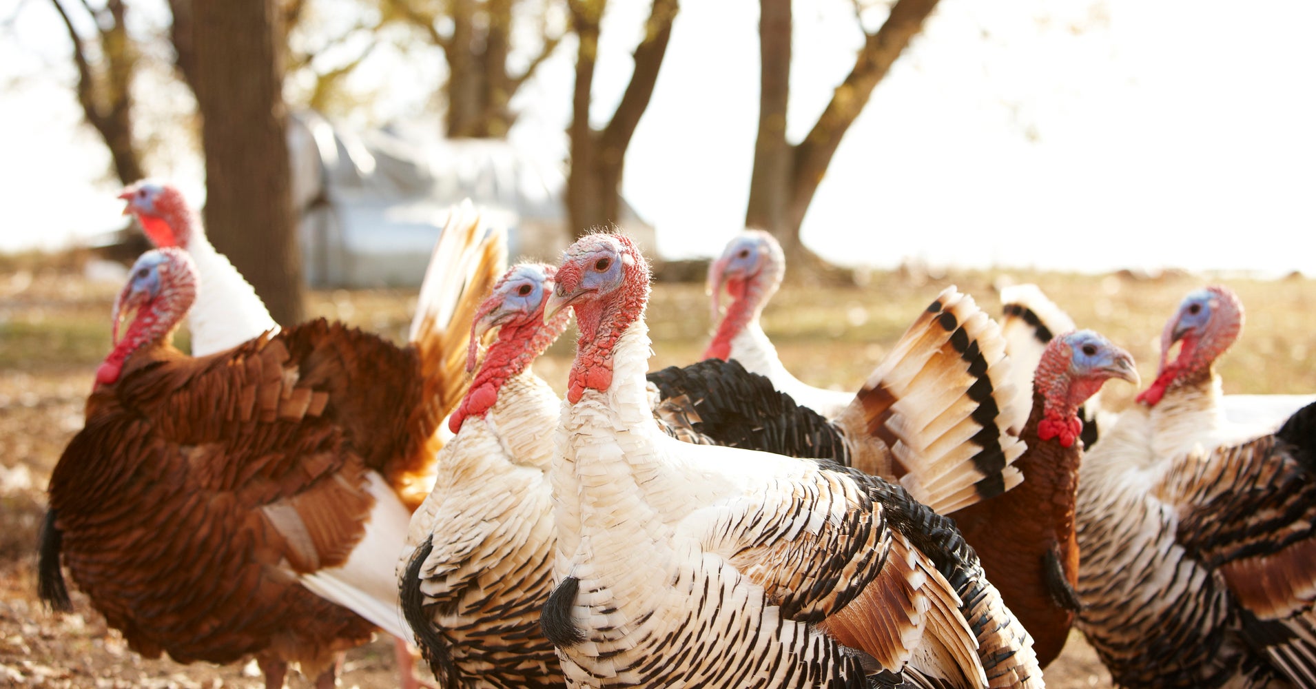 Arkansas Town Is Dropping Live Turkeys From Plane Again This Year