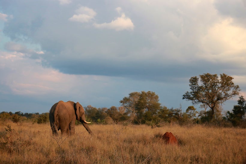 An elephant grazes in the greater Makalali conservancy, which was a cattle farm just 30 years ago and is now comprised of 8