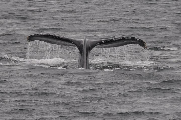 Humpback whale's tail while lunge diving in Chatham Strait