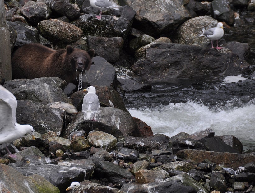 Brown bear feeding at the Hidden Falls hatchery