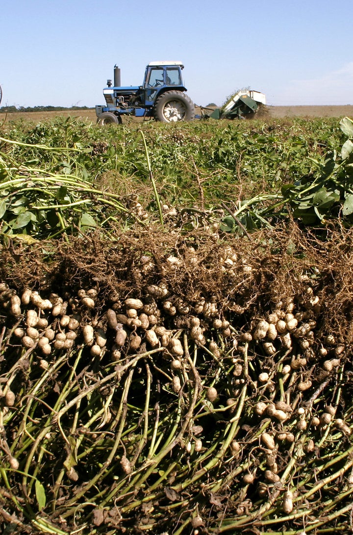 Peanut plants pulled in the field. 