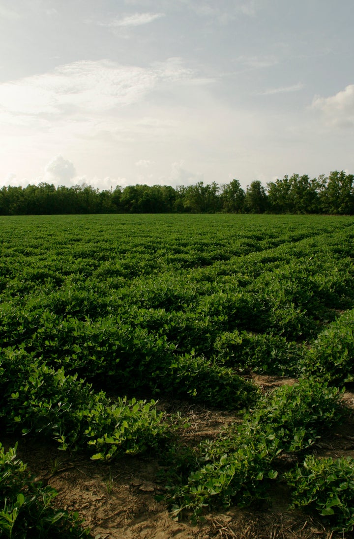 A peanut crop growing in the fields of Loxley, Alabama.