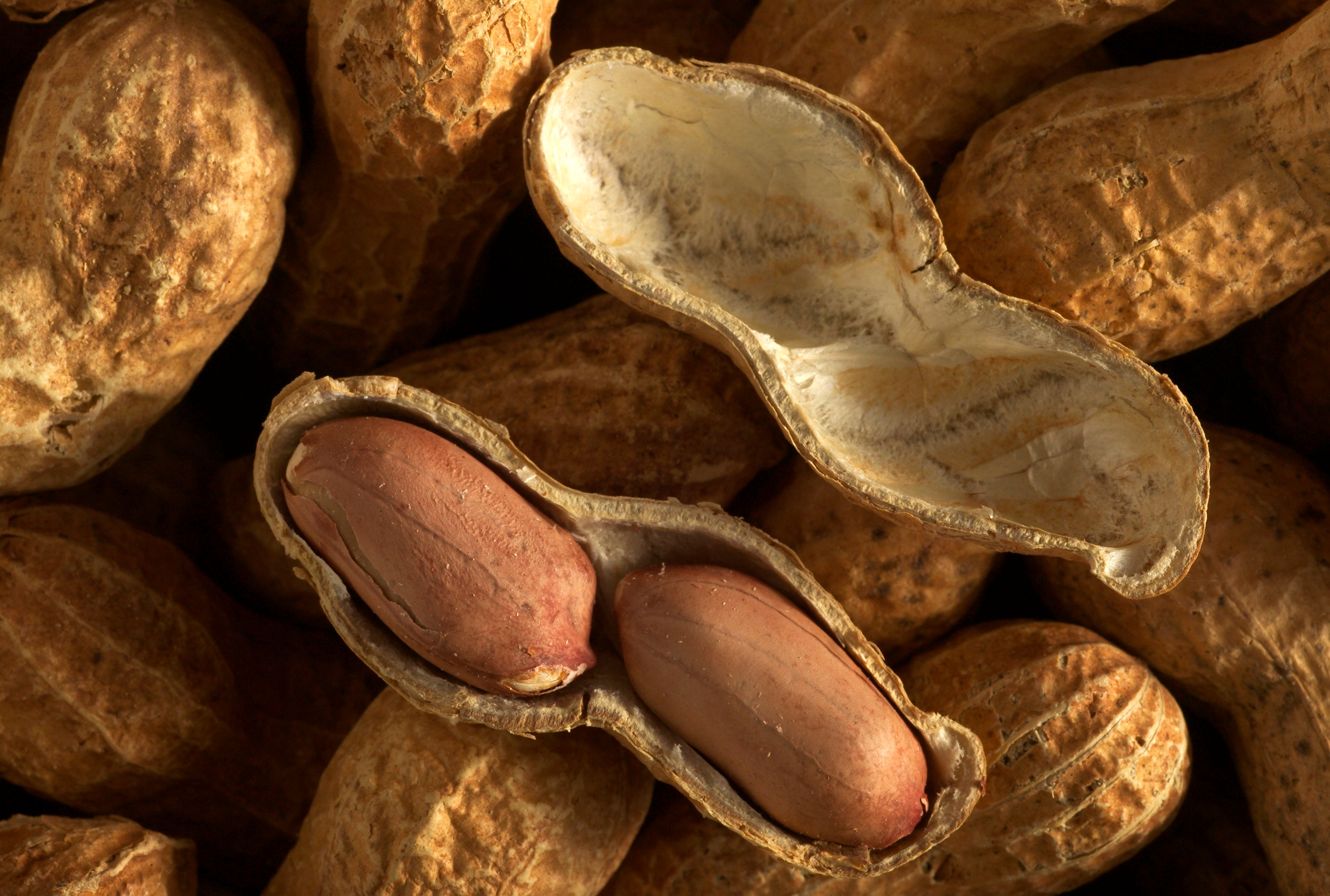 FYI Peanuts Aren t Even Nuts And THIS Is How They Really Grow HuffPost FYI Peanuts Aren t Even Nuts And THIS Is How They Really Grow HuffPost