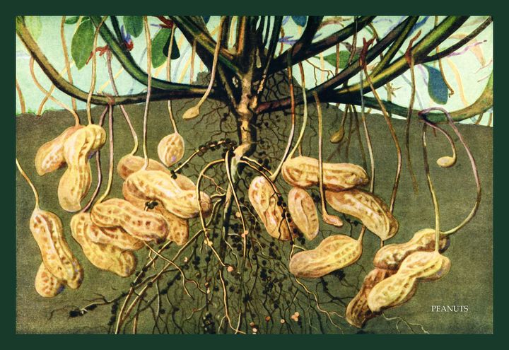 An illustration of how the peanut plant grows peanuts.
