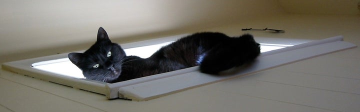 Shimsi. A feral cat from Istanbul.
