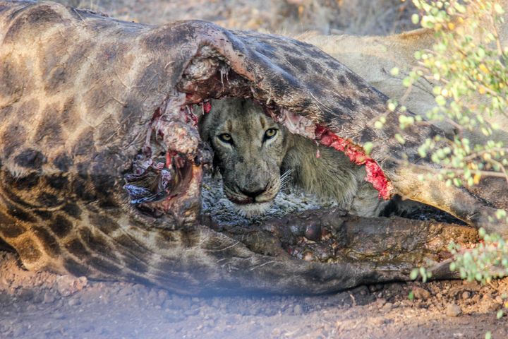 Lion peers out of giraffe carcass at Makalali Private Game Reserve