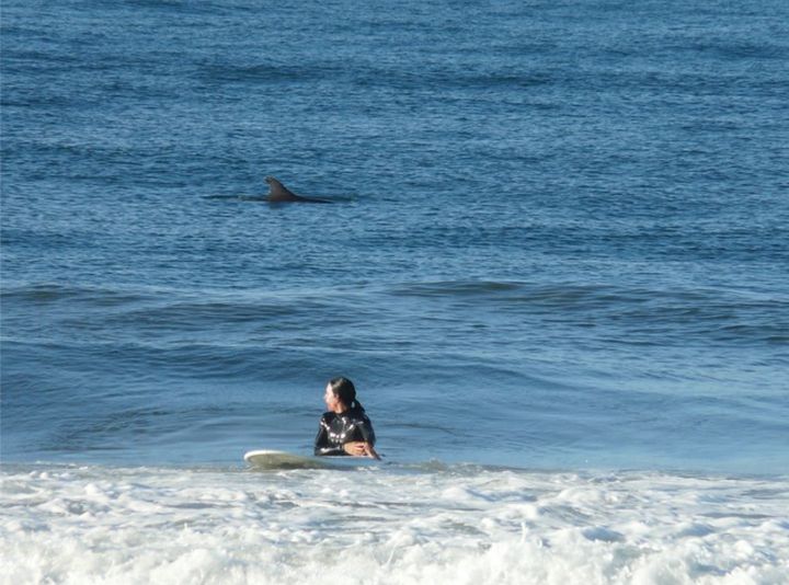 The Author Surfing in Santa Monica with Dolphins Nearby