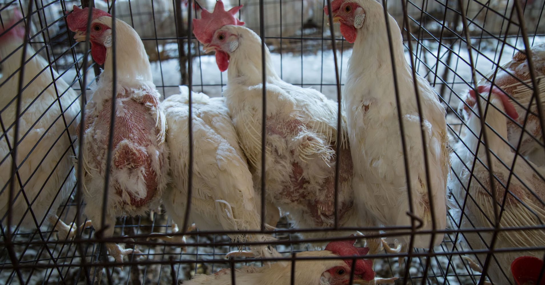 Grisly Undercover Video Shows Chickens Being Starved To Produce More