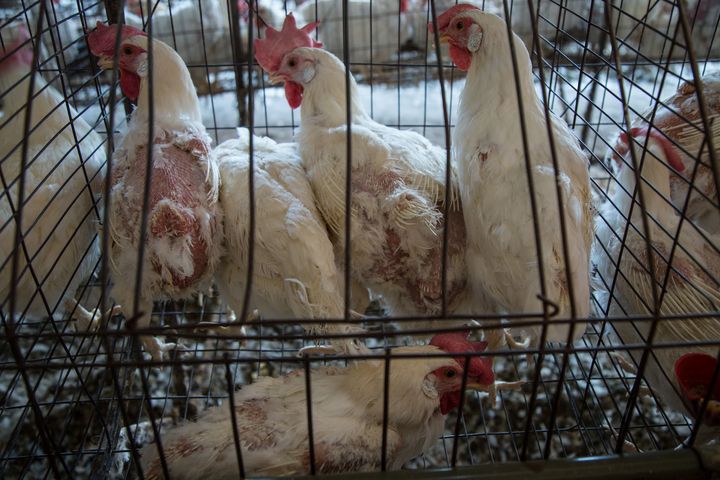 Hens at a factory farm in Mexico are forced to molt to improve egg production.