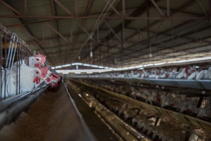 Hens at a factory farm in Mexico are forced to molt to improve egg production.