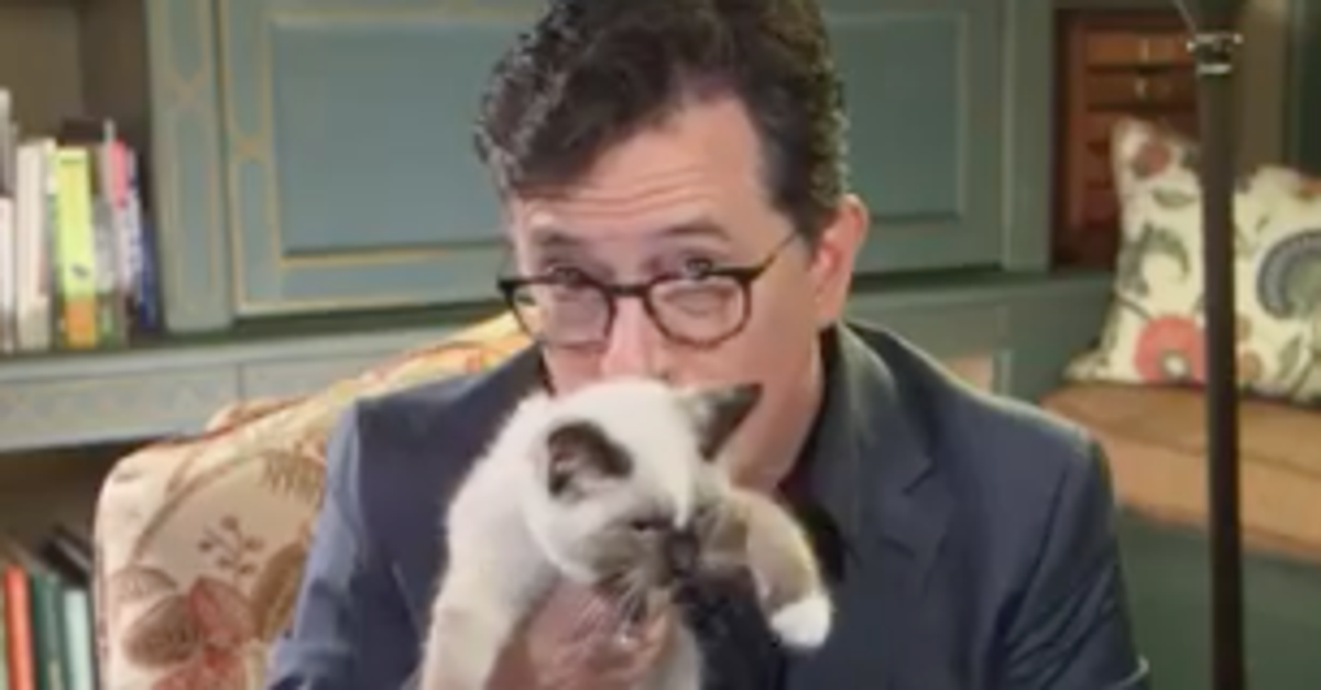 Stephen Colbert And A Cat Shredded The Second Debate From Home