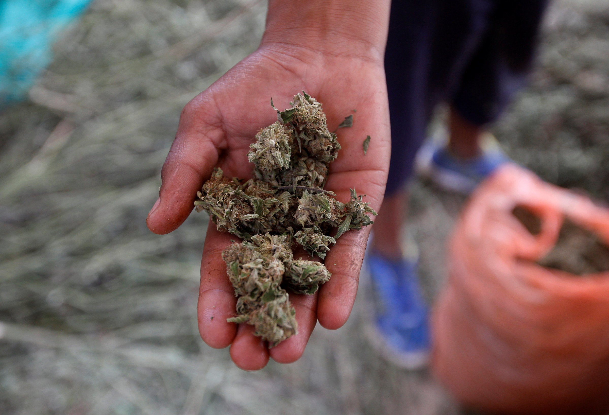 join together weed join together weed