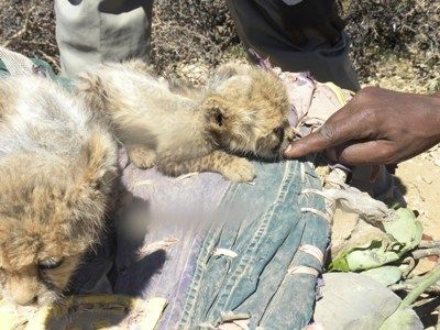 Cheetah cubs being sold in Somaliland