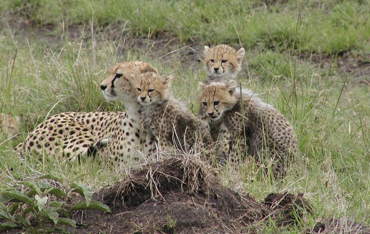 Wild cheetah with cubs in Kenya
