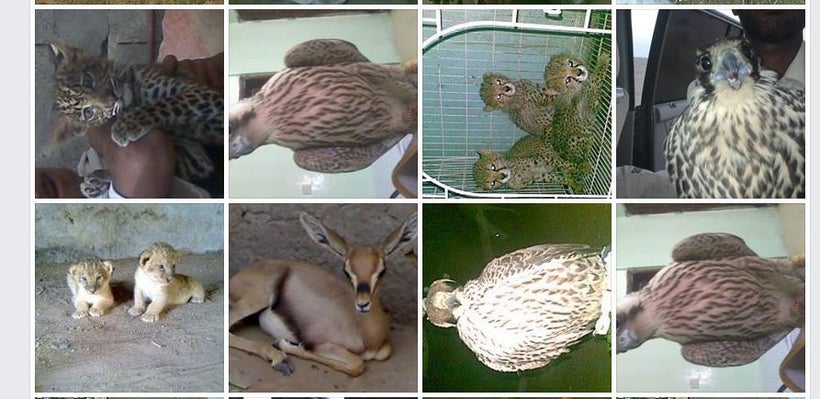 Facebook screen capture of a profile featuring illegally traded animals
