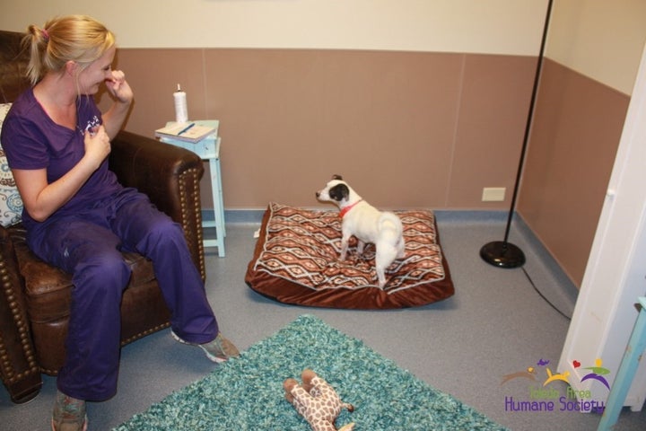 A pup stands on a bed in a real-life room at the Toledo Area Humane Society.