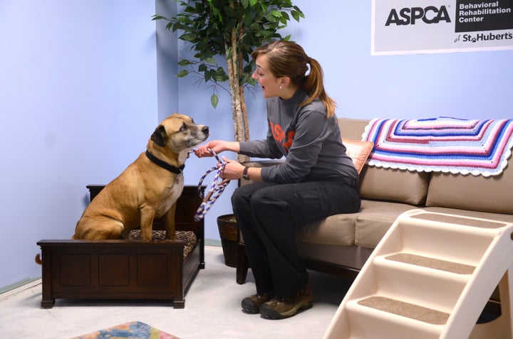 A pooch at a real-life room in the ASPCA's rehab center.