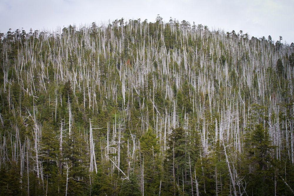 Dead yellow cedar trees on Chichagof Island in the Tongass National Forest.