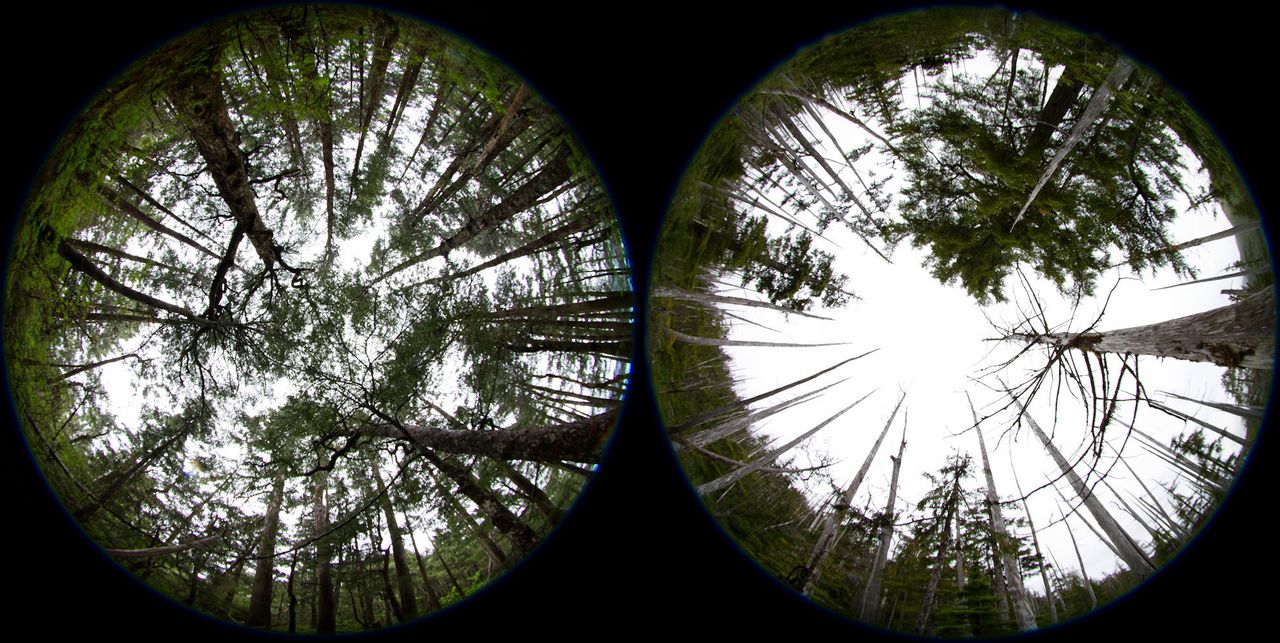 Yellow cedar trees are shown in abundance in Glacier Bay National Park, left. The image on the right, south of the park in the Tongass National Forest, reveals the impact climate change on this tree.