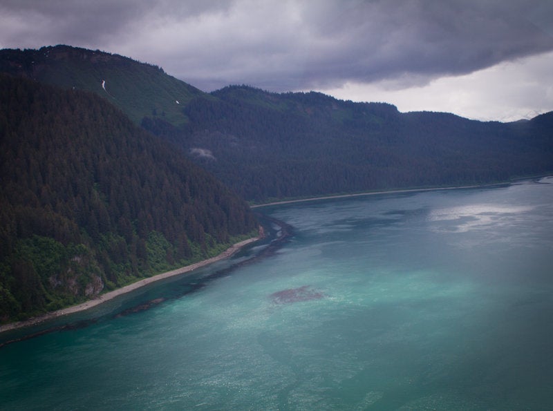 The outer coast of Glacier Bay National Park where yellow cedar trees still thrive.