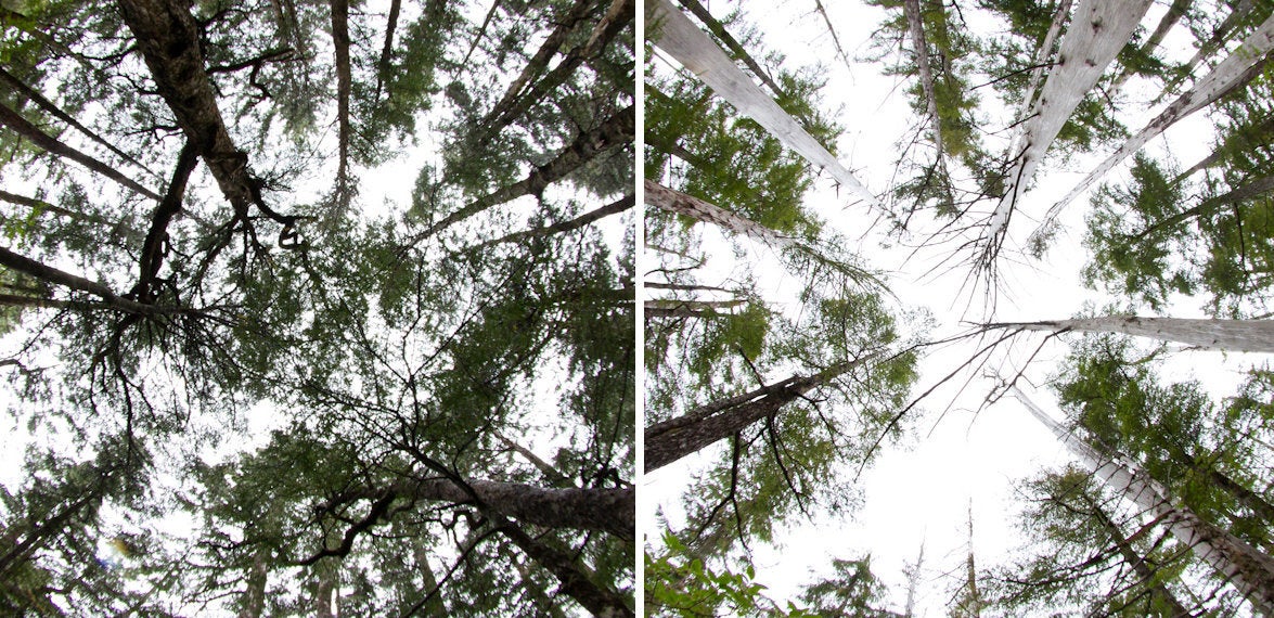 Yellow cedars in Glacier Bay National Park, left, and in Tongass National Forest.