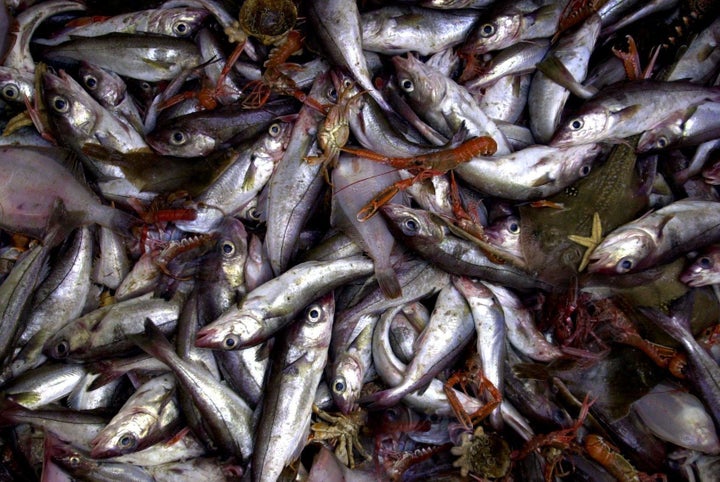 Fish caught off the Scottish East coast