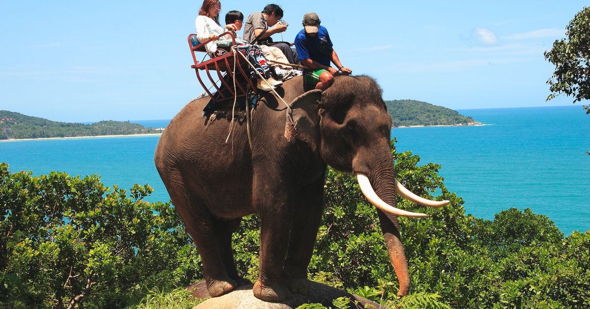 An elephant can climb. Тайланд экскурсия на слонах. Прокатиться на слоне. Тайланд слоны. Прогулка на слонах.