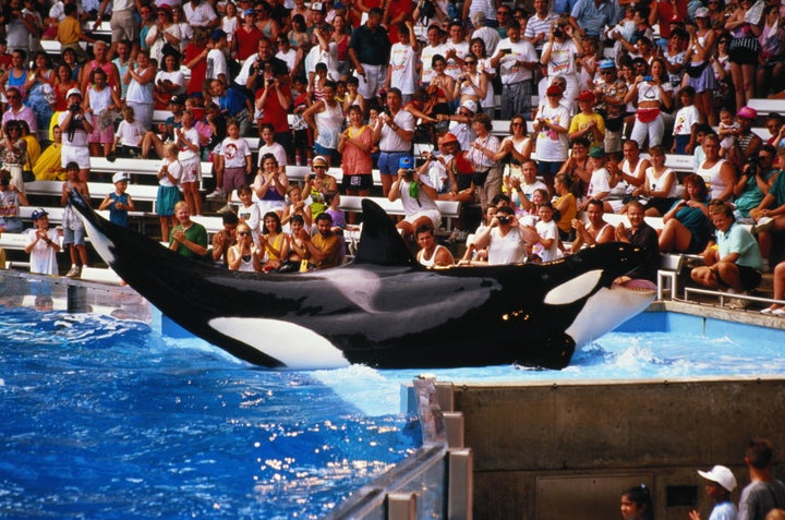 World Animal Protection's Steve McIvor hopes that TripAdvisor will soon cease to sell tickets to SeaWorld