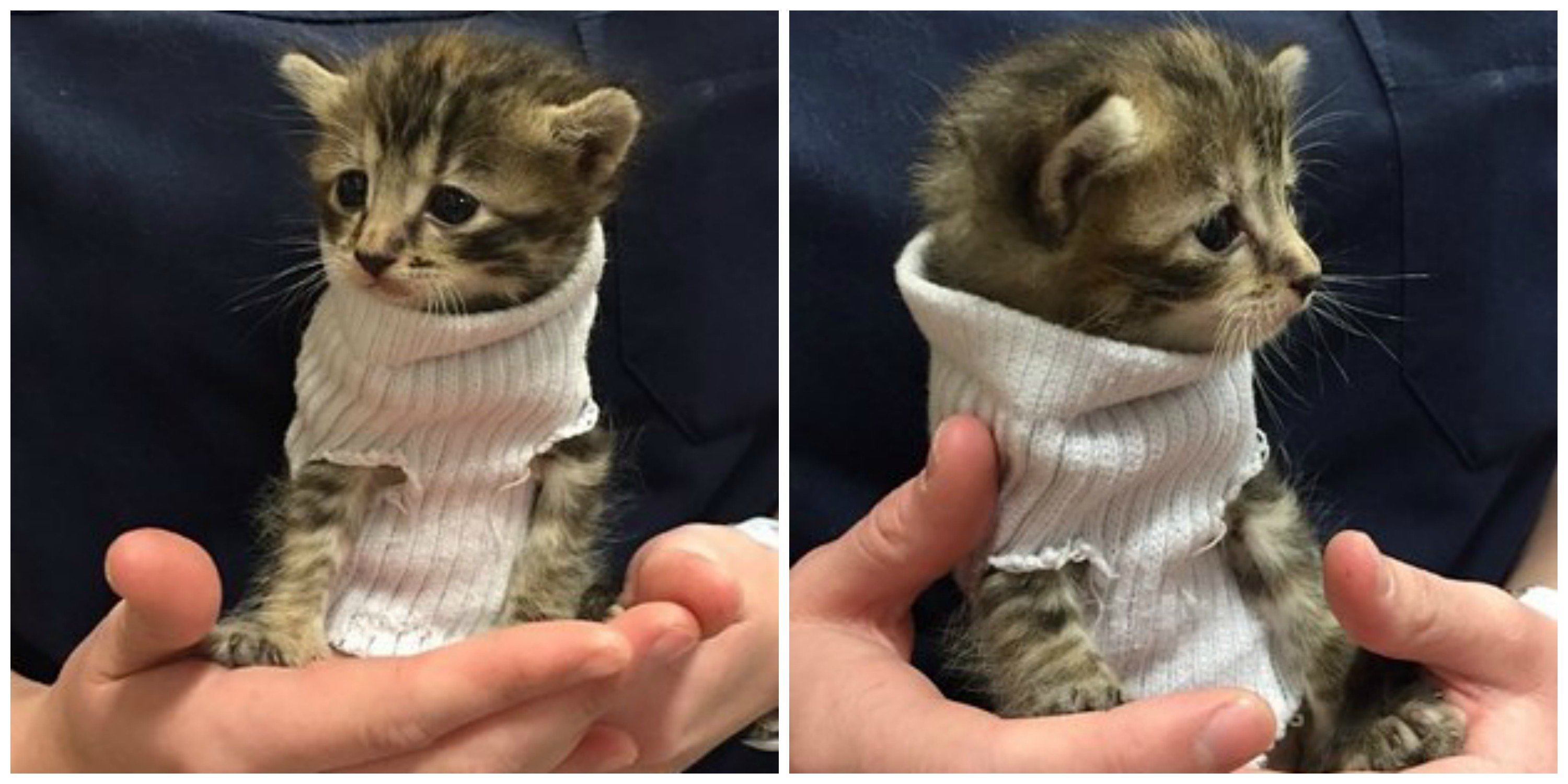 kitten in sock sweater