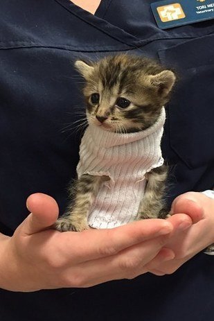 kitten in sweater