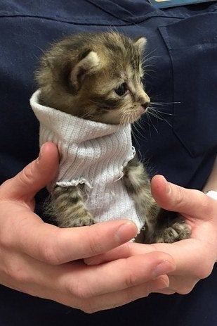 The kitten being held by an animal hospital staffer.