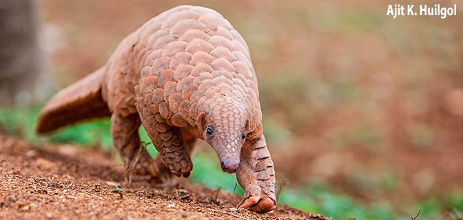 The Indian pangolin is one of eight pangolin species worldwide given protection by CITES at last week's conference in Johannesburg, South Africa.