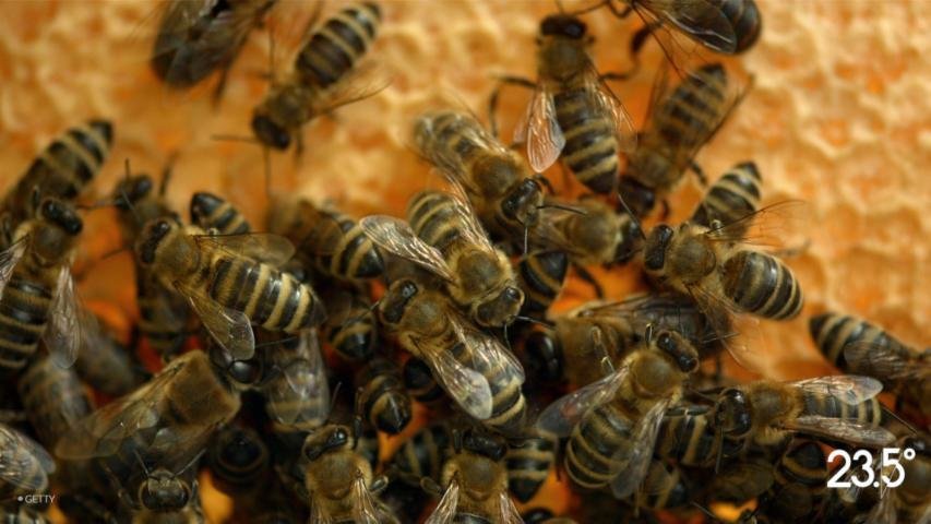 Honey Bees Matter | HuffPose Rise | HuffPost Videos